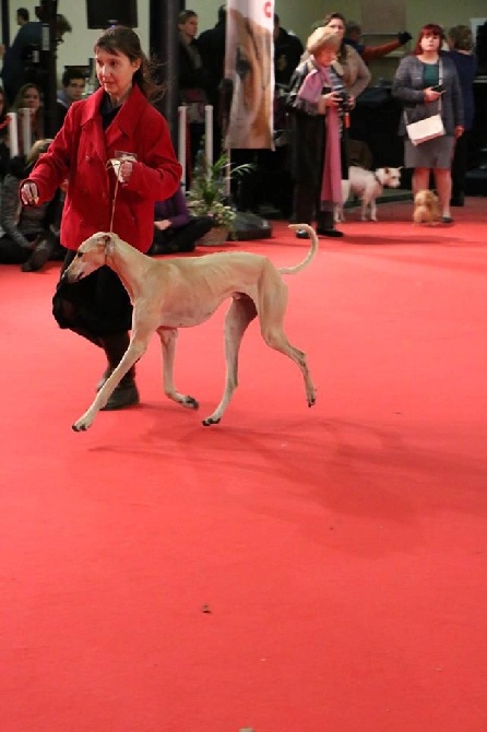 de la Bérondière - Exposition Paris Dog Show 11 janvier 2015