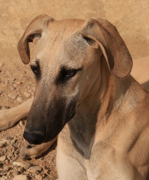 de la Bérondière - Sloughi - Portée née le 18/09/2013